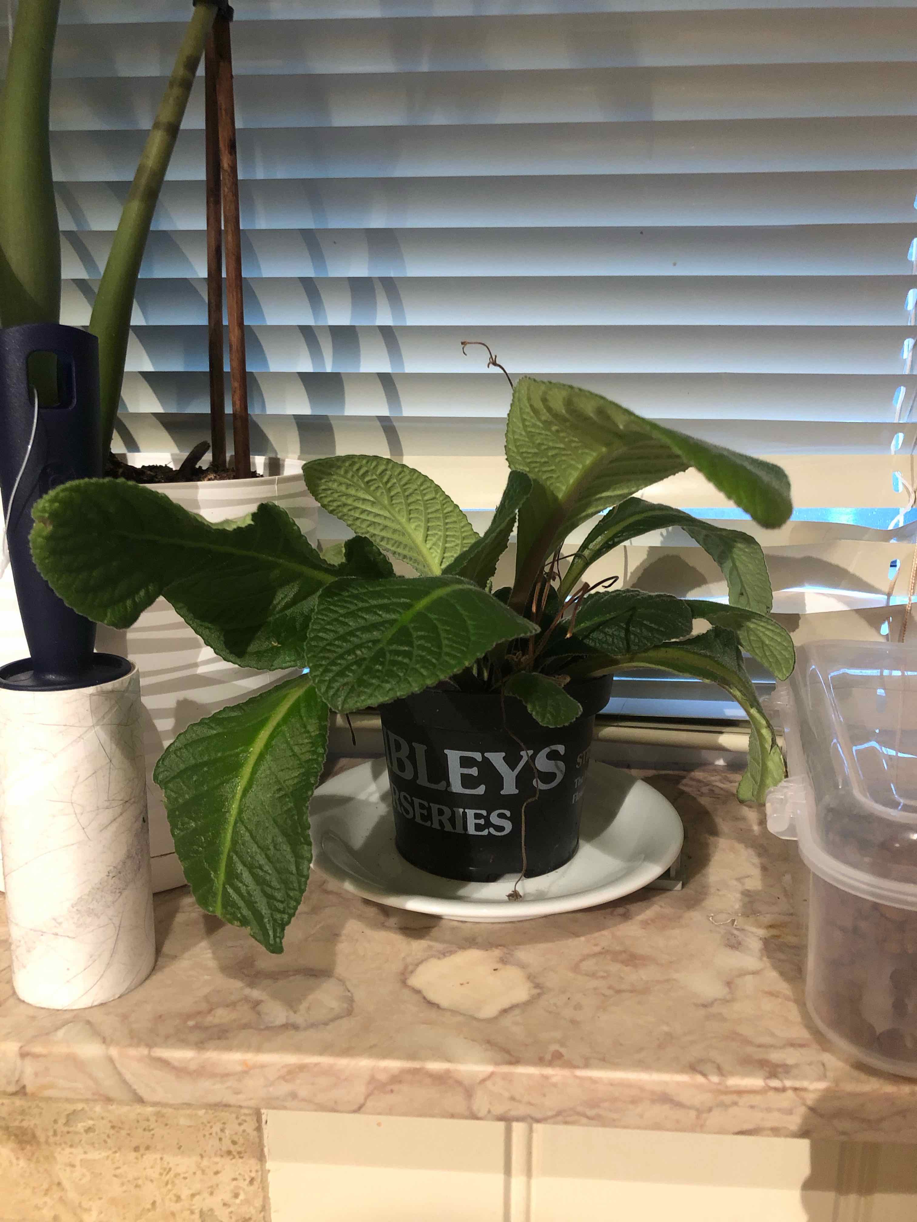 Cape Primrose plant in a pot near a window with blinds, showing healthy green leaves.