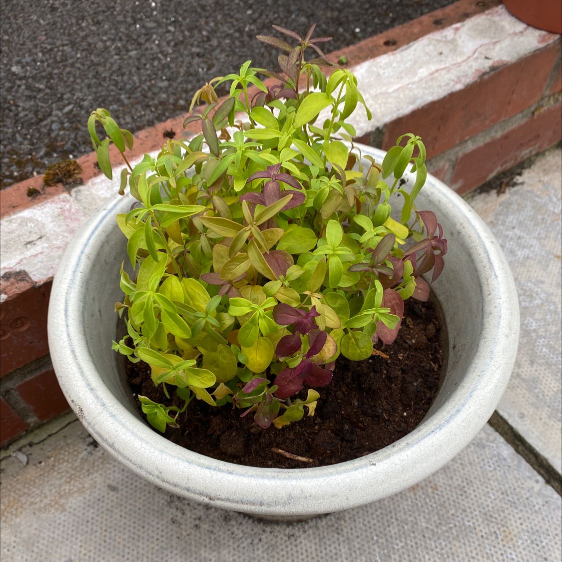Potted Common Zinnia with green and purple leaves, some yellowing visible.