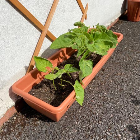 Photo of the plant species Climbing French Bean by Plantmelter named Pierre on Greg, the plant care app