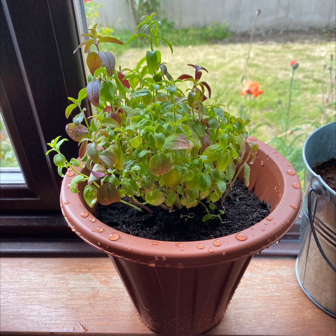 Potted Common Zinnia plant on a windowsill with some leaf discoloration and moist soil.