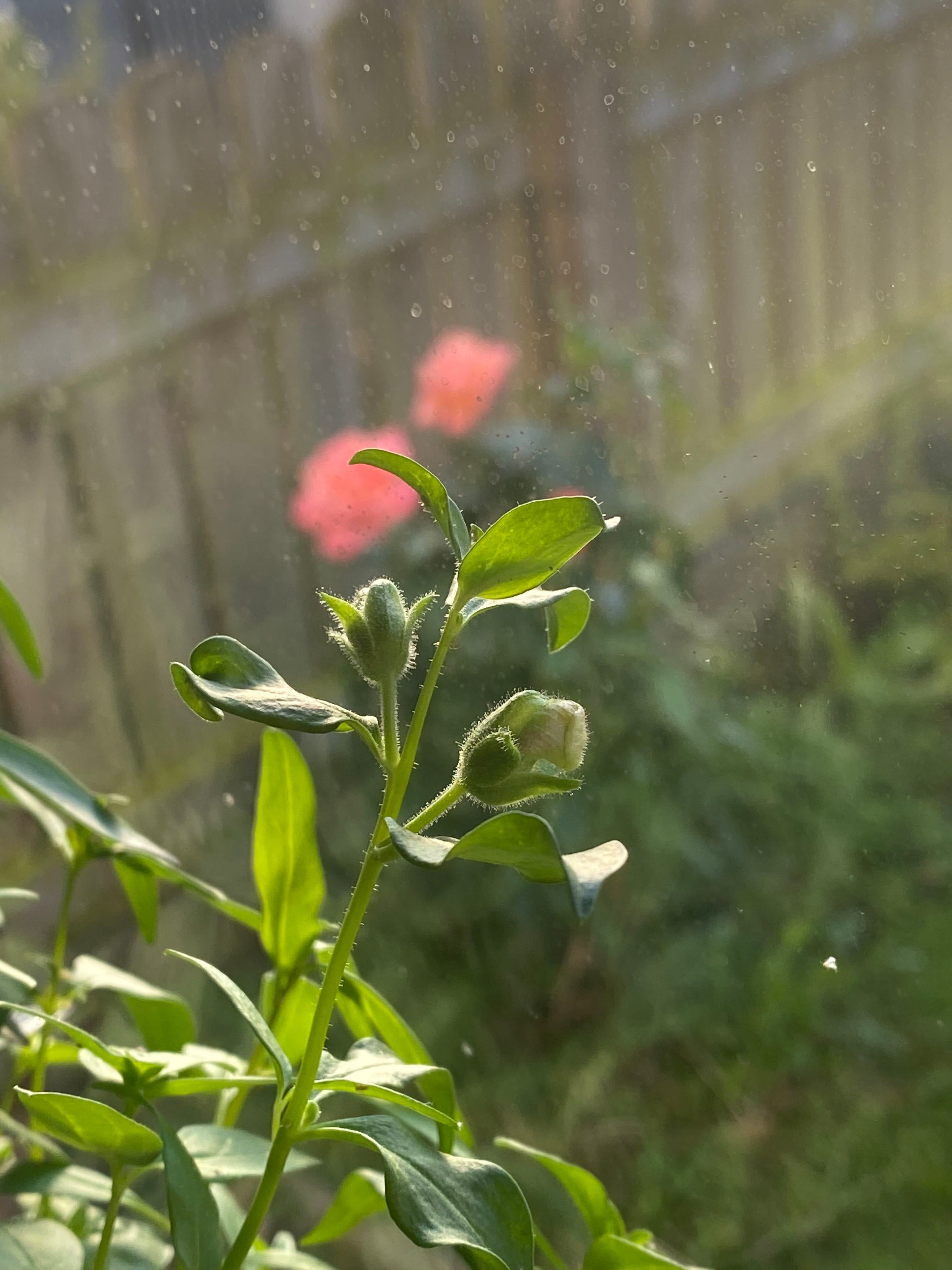 💧 Why Are My Common Zinnia Leaves Droopy?