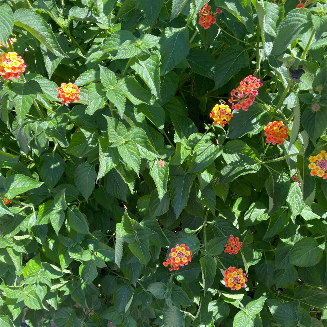 Lantana plant with green leaves and colorful flower clusters.