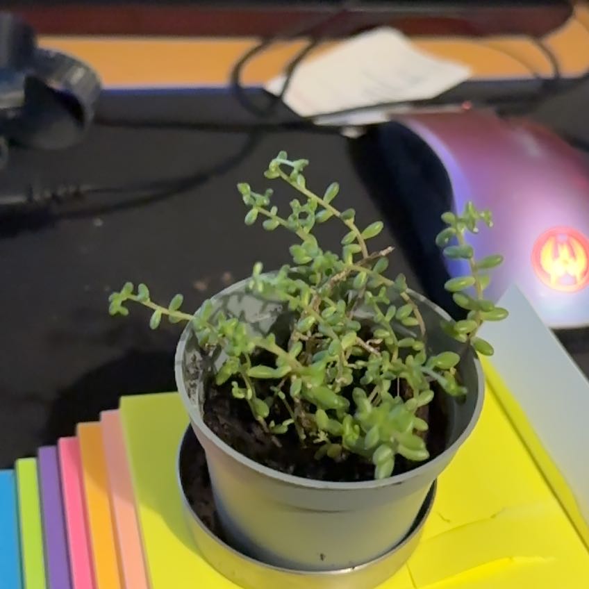 Potted White Stonecrop plant on a desk with colorful sticky notes and a computer mouse.