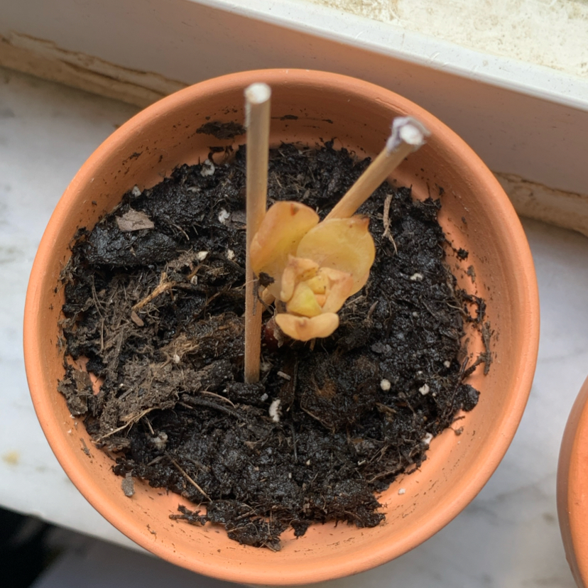 Photo of the plant species Echeveria Brown Rose by @PottedPlaywrite named Othello on Greg, the plant care app