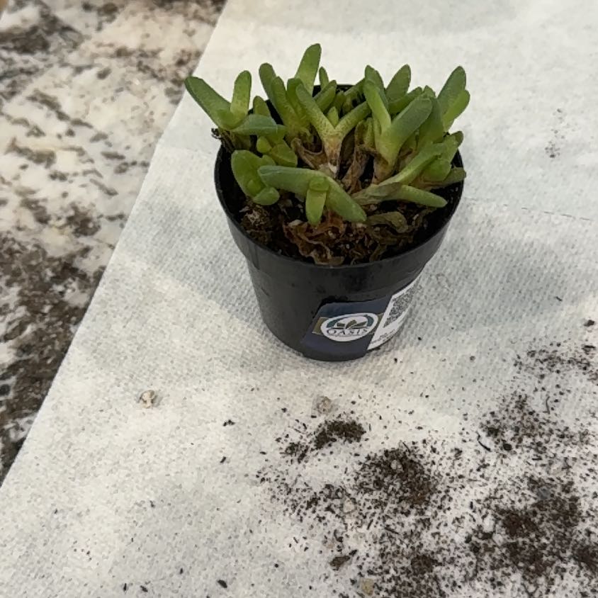 Photo of the plant species Kussingvygie by @SisterOnionweed named Aria on Greg, the plant care app