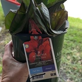 Photo of the plant species Canna Bronze Scarlet by @KeyPinkjasmine named Einstein on Greg, the plant care app