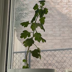 Photo of the plant species Mum by @FunnyGreenice named Muhammad Ali on Greg, the plant care app
