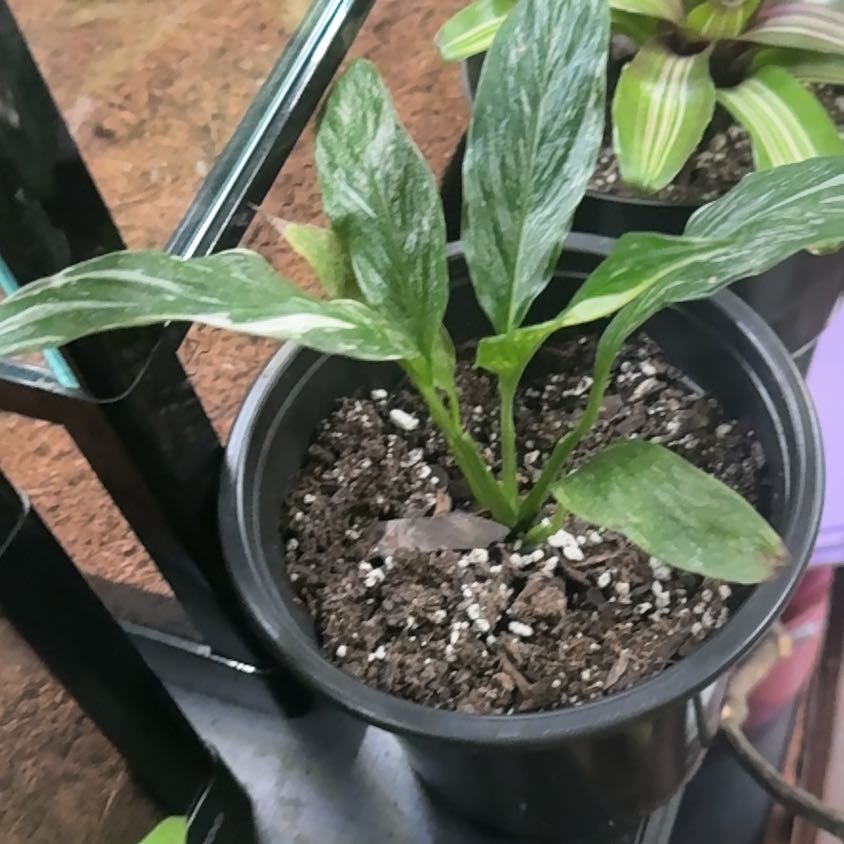 Photo of the plant species Variegated Peace Lily by @WinLittlewarty named Duke on Greg, the plant care app