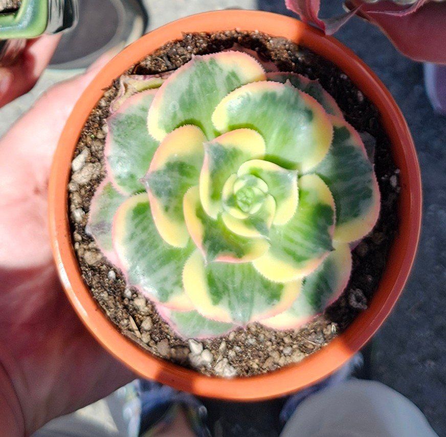 Photo of the plant species Aeonium Nobile by @FabKeylimekiss named ChloroPhil on Greg, the plant care app