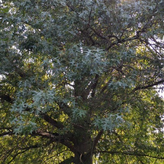 Photo of the plant species Cootamundra Wattle by @PureCowparsley named Aria on Greg, the plant care app