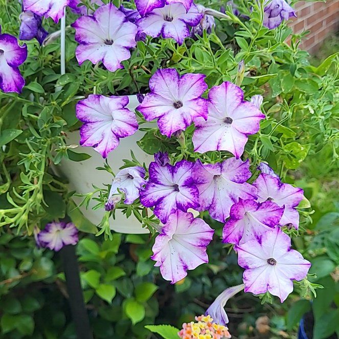 Photo of the plant species Picotee Petunia Multiflora by @GemSausagetree named Treeyoncé on Greg, the plant care app