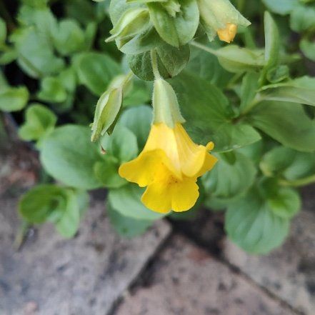 Photo of the plant species Common Yellow Monkeyflower by @GladGreenice named Stella on Greg, the plant care app