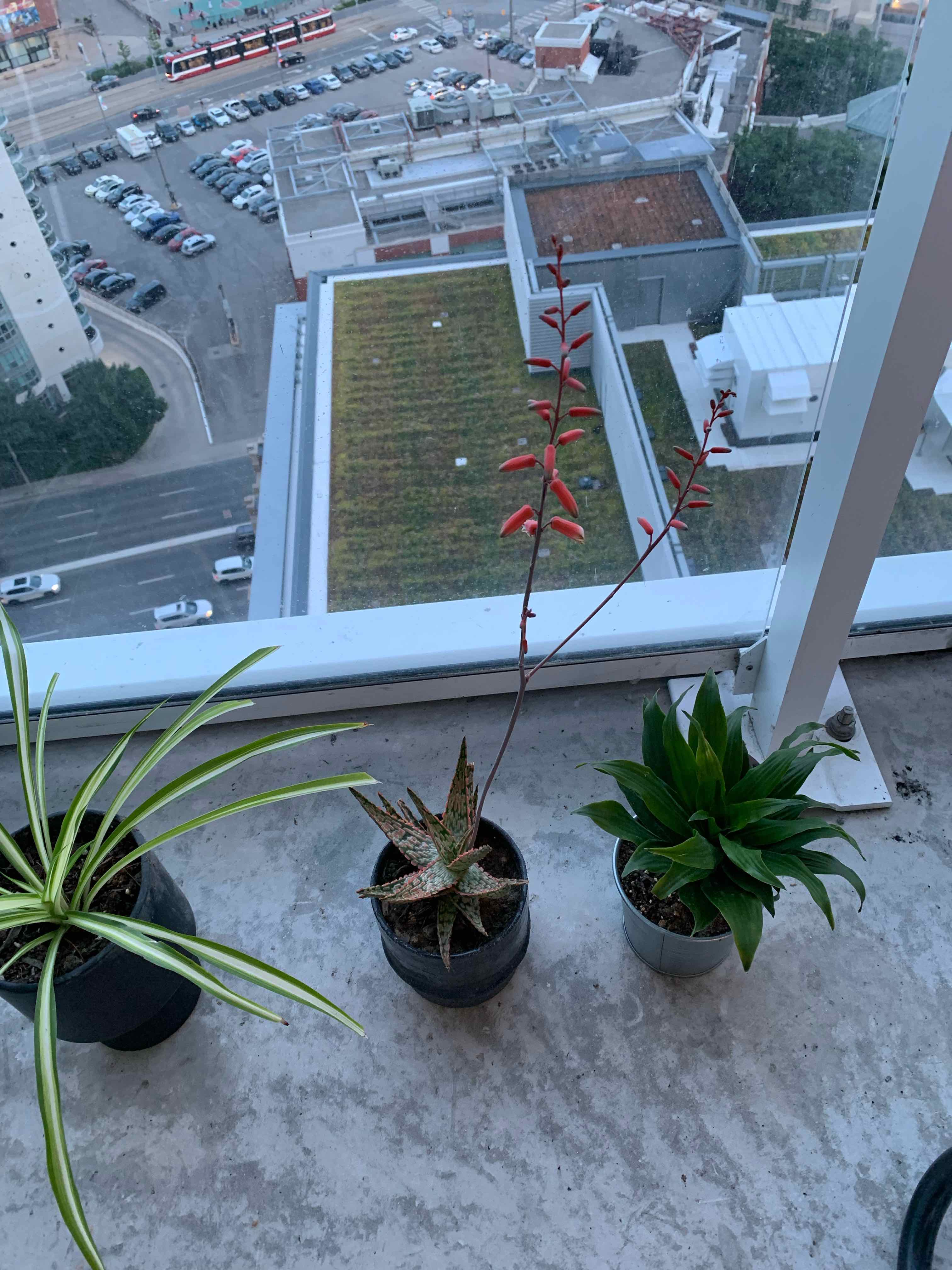 Three potted plants on a balcony, including a flowering Aloe 'Christmas Carol'.