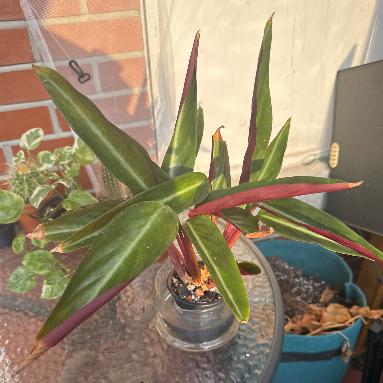 Photo of the plant species Stromanthe sanguinea 'Stripestar' by @SnailDiva named Scarlett on Greg, the plant care app
