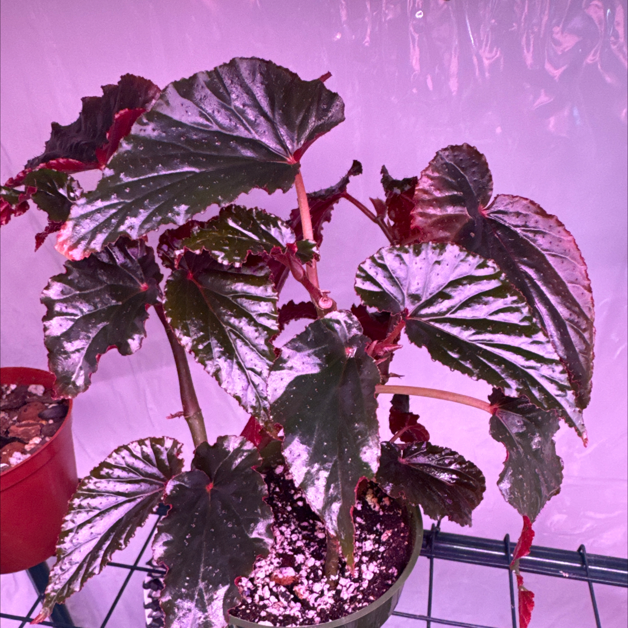 Photo of the plant species Begonia by @SnailDiva named Sunny on Greg, the plant care app