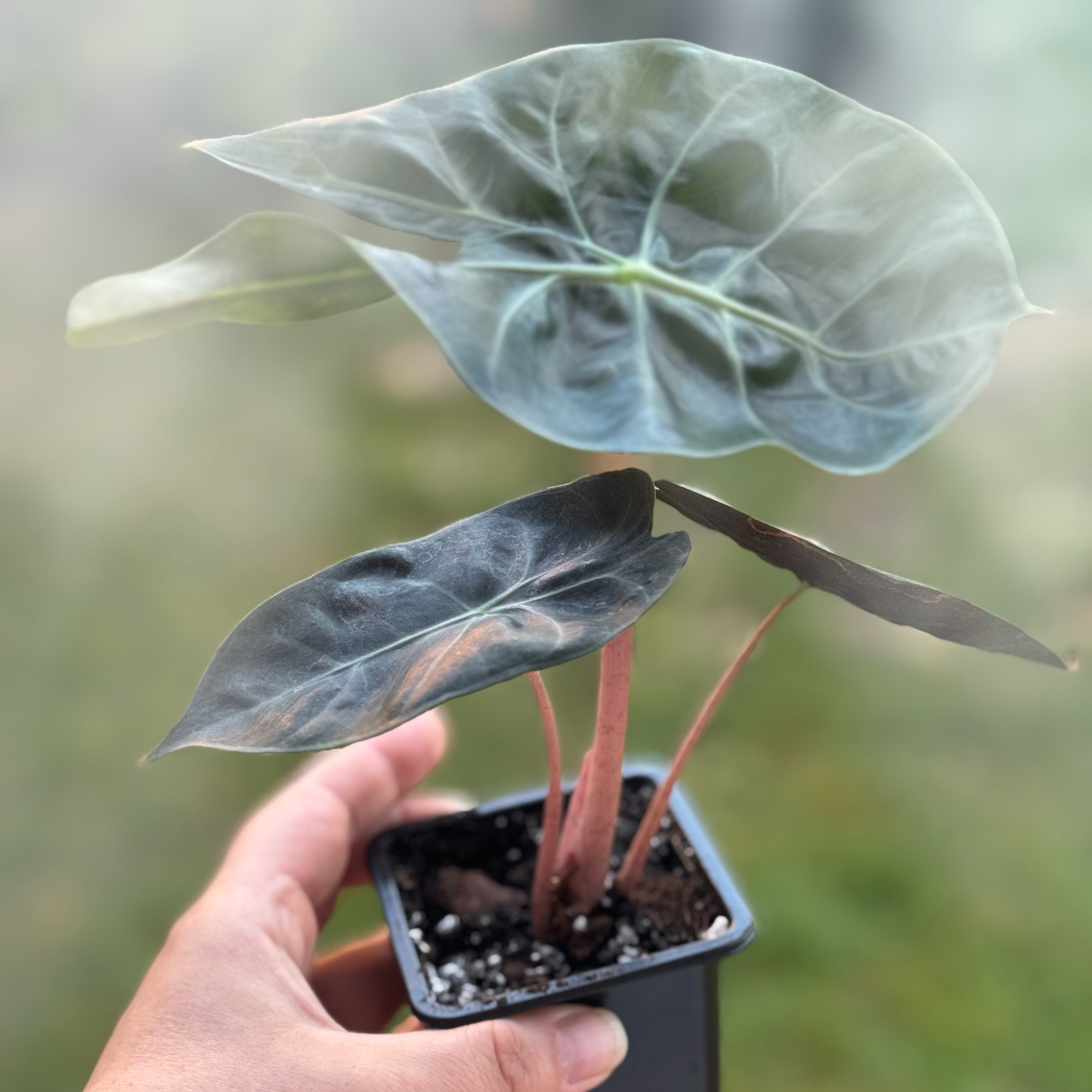 Photo of the plant species Alocasia Nairobi Nights by @SnailDiva named Narobi on Greg, the plant care app