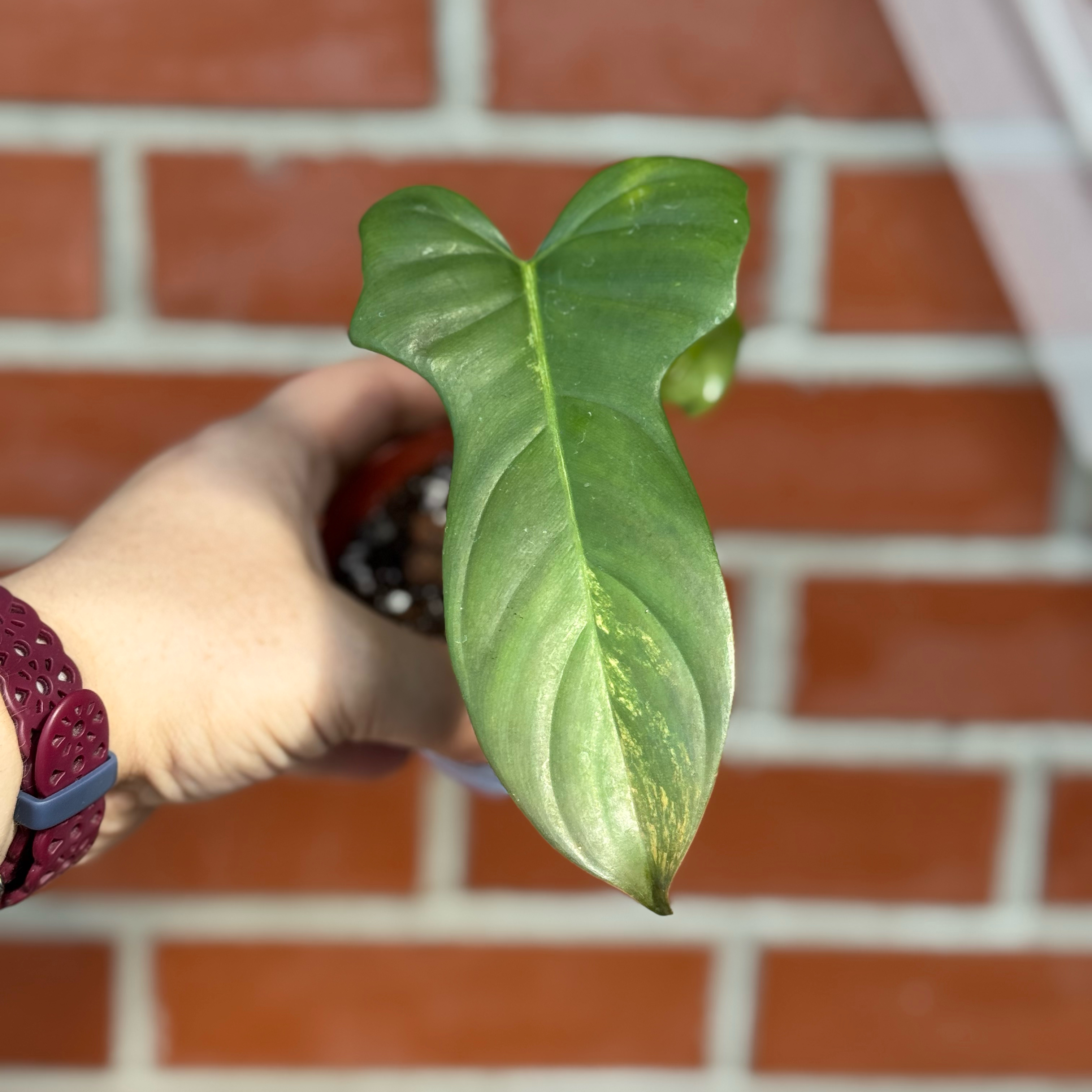 Photo of the plant species Philodendron Gold Violin by @SnailDiva named Violin on Greg, the plant care app
