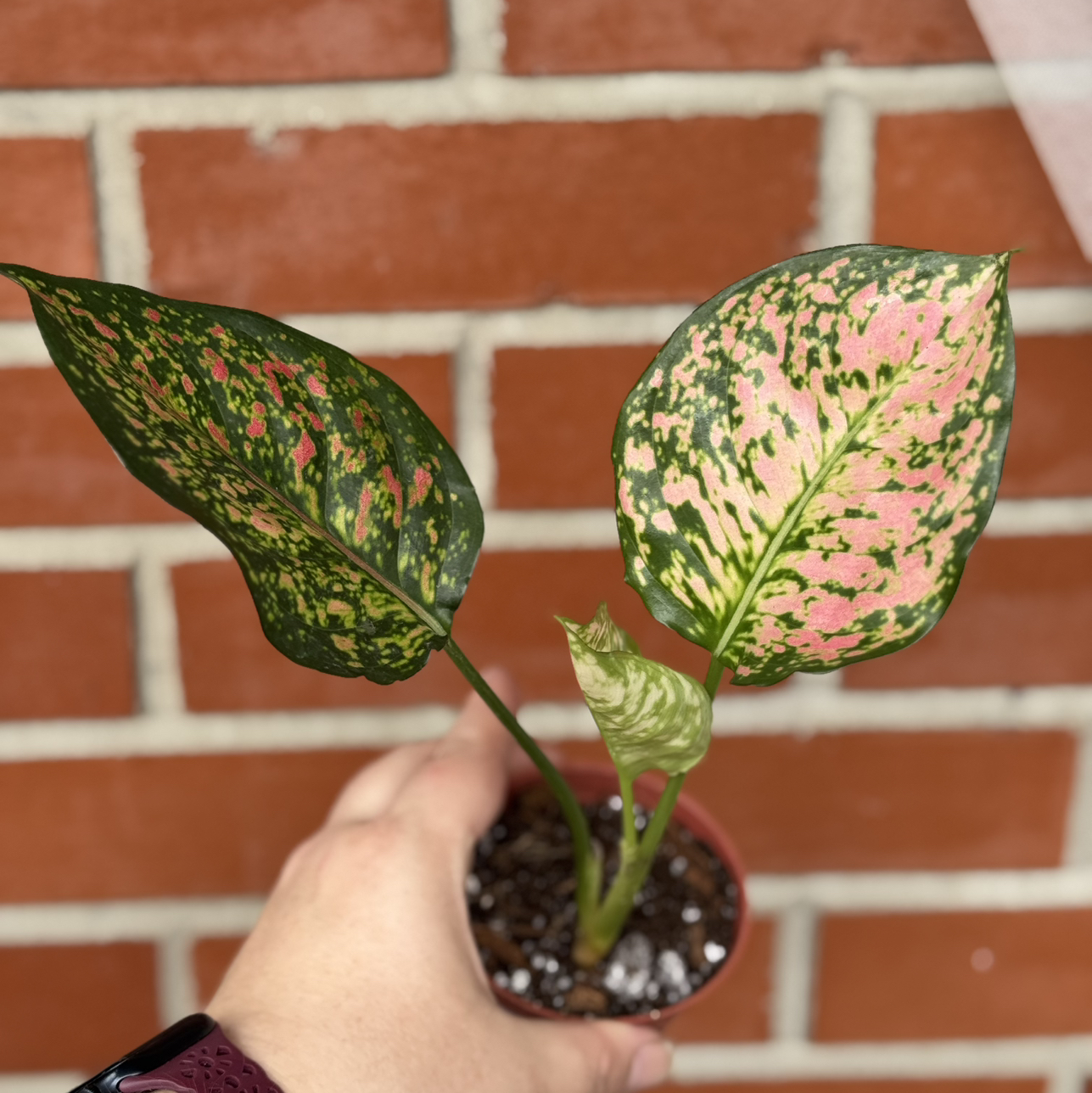 Photo of the plant species Aglaonema 'Ruby' by @SnailDiva named Ruby Ray on Greg, the plant care app