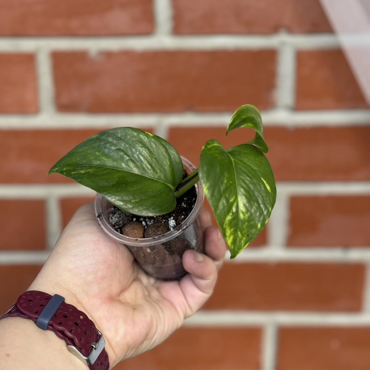 Photo of the plant species Teruno Valencia Pothos by @SnailDiva named Gomez on Greg, the plant care app