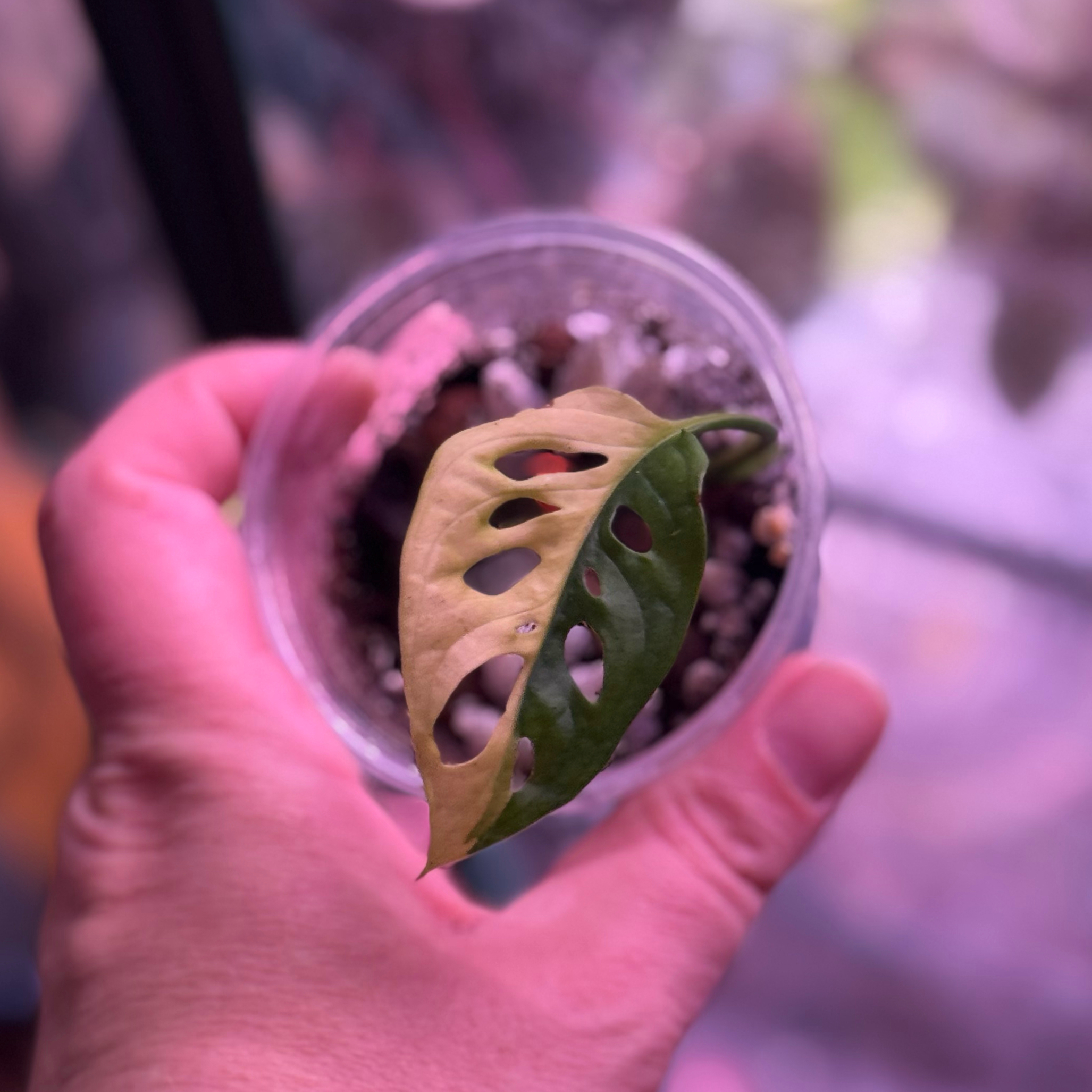 Photo of the plant species Aurea Swiss Cheese Plant by @SnailDiva named Sunshine on Greg, the plant care app