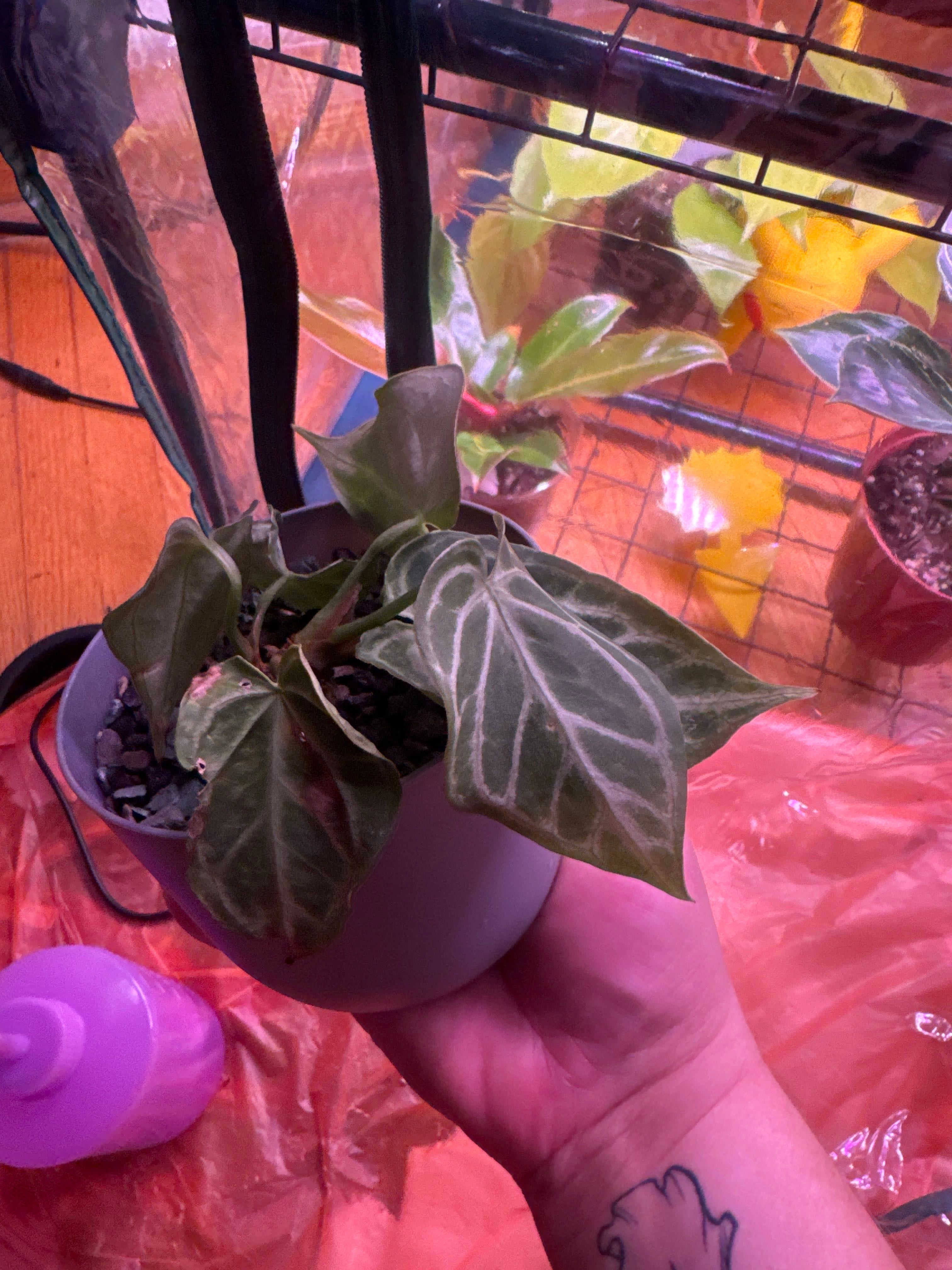 Best Humidity Levels for Anthuriums 💧