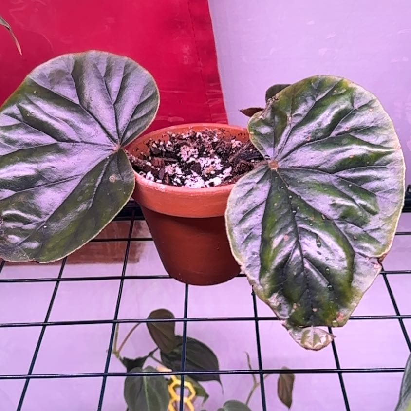 Photo of the plant species Begonia by @SnailDiva named Baby rescue B on Greg, the plant care app