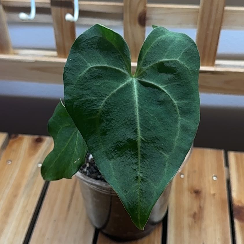 Photo of the plant species Anthurium leuconeurum by @SnailDiva named Pterodactyl on Greg, the plant care app