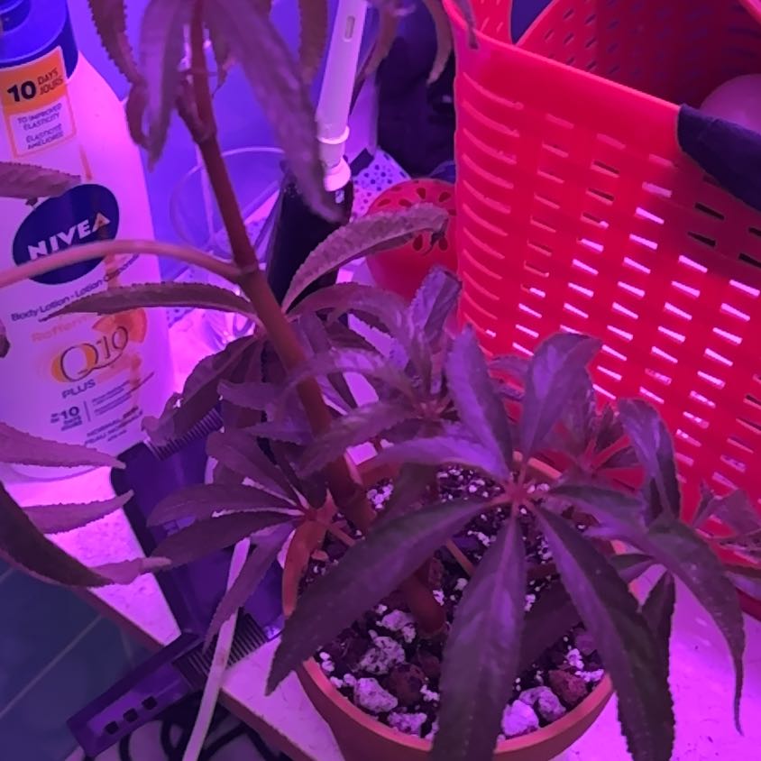 Photo of the plant species Palm Leaf Begonia by @SnailDiva named Drake on Greg, the plant care app