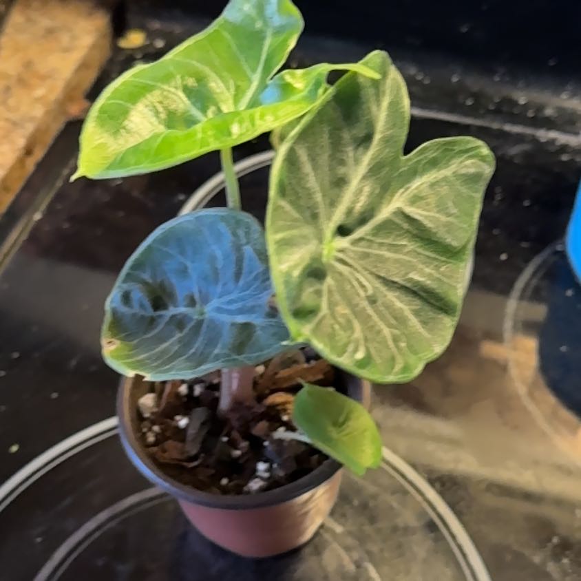 Photo of the plant species Elephant Ear 'Ivory Coast' by @SnailDiva named Ivory on Greg, the plant care app