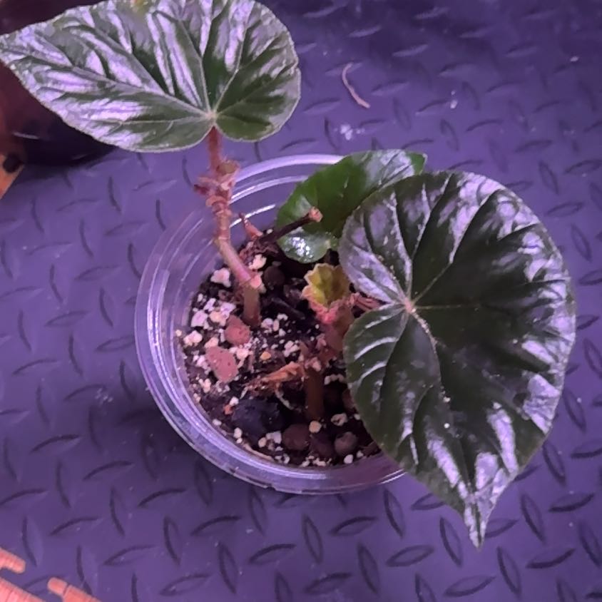 Photo of the plant species Begonia by @SnailDiva named Rescue B on Greg, the plant care app