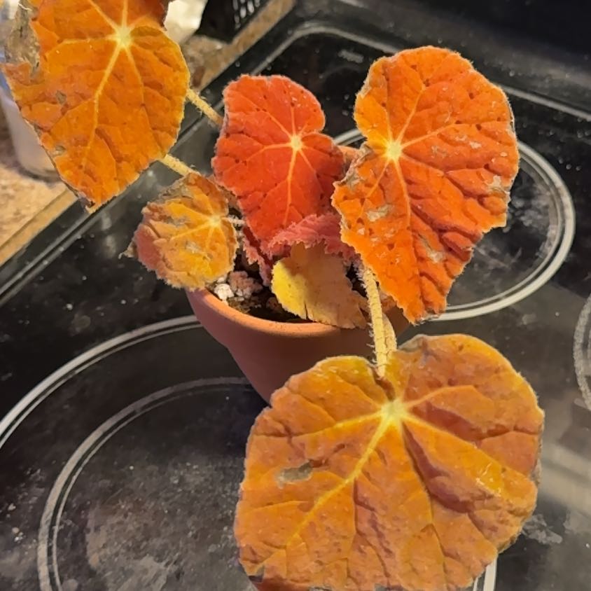Photo of the plant species Autumn Begonia by @SnailDiva named Autumn on Greg, the plant care app