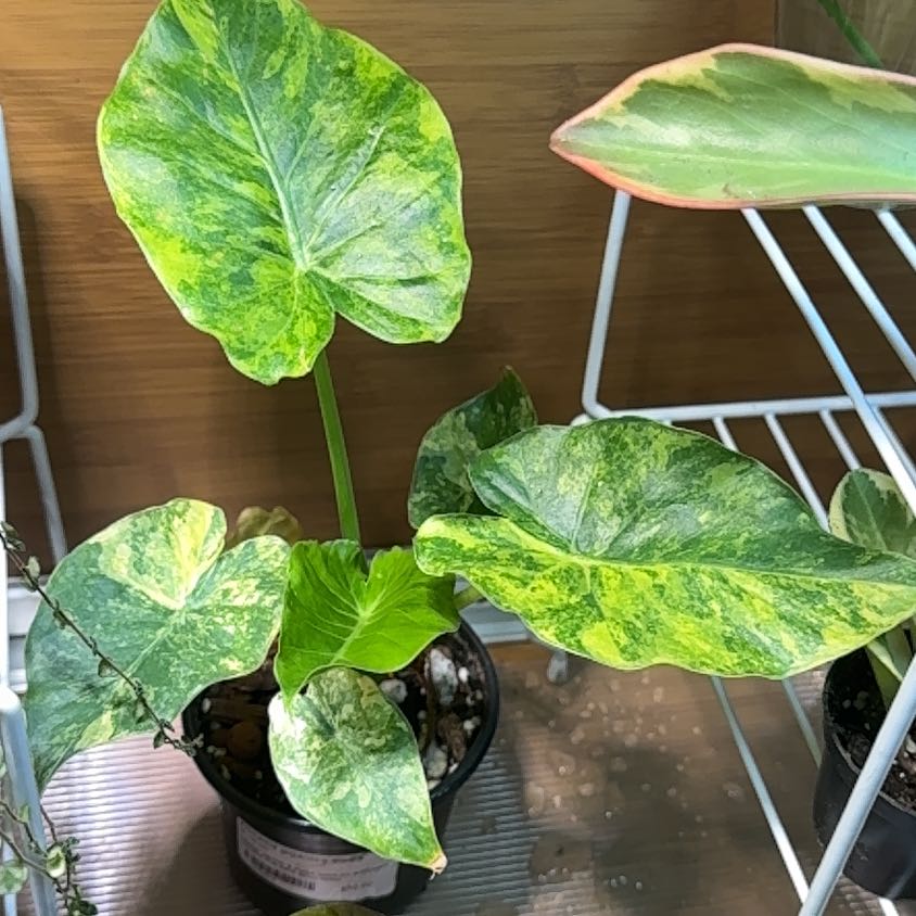 Photo of the plant species Variagated Odora Aurea by @SnailDiva named Aurea on Greg, the plant care app