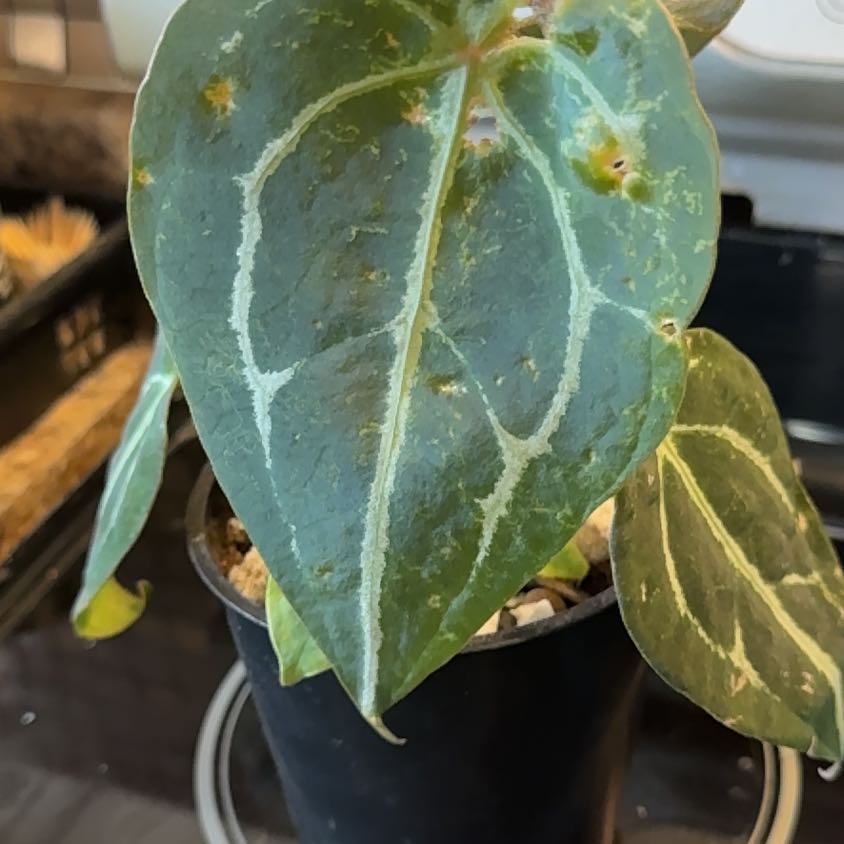 Photo of the plant species Anthurium Magnificum X Forgetii by @SnailDiva named Forge on Greg, the plant care app