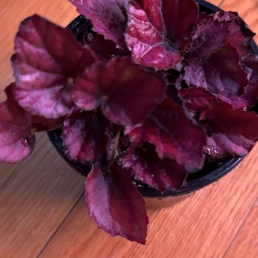 Photo of the plant species Begonia 'Red Bull' by @SnailDiva named Bully on Greg, the plant care app