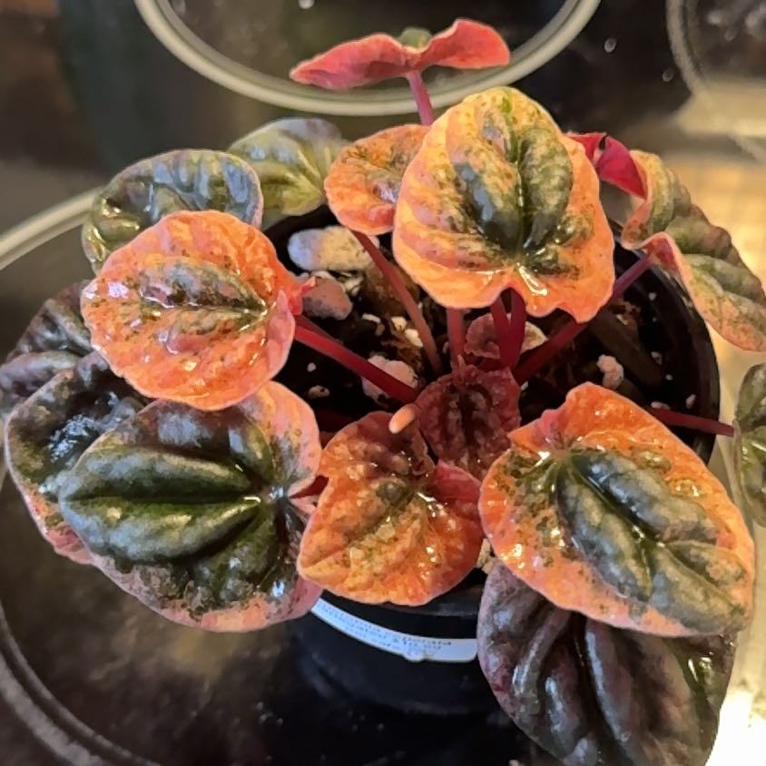 Photo of the plant species Peperomia Abricos by @SnailDiva named Wall-e on Greg, the plant care app