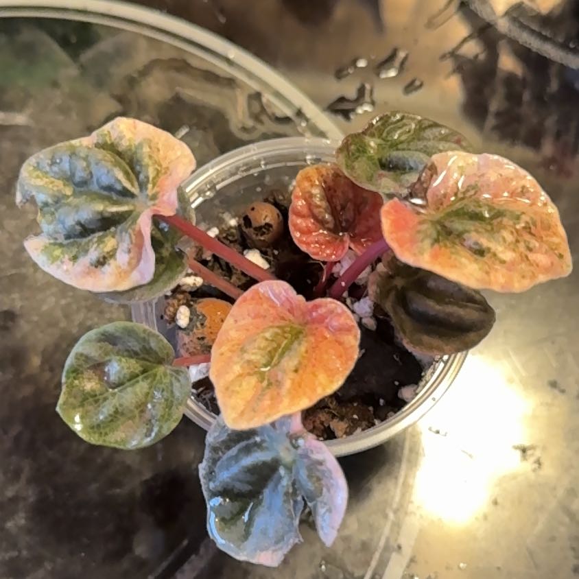 Photo of the plant species Peperomia Abricos by @SnailDiva named Lavender on Greg, the plant care app