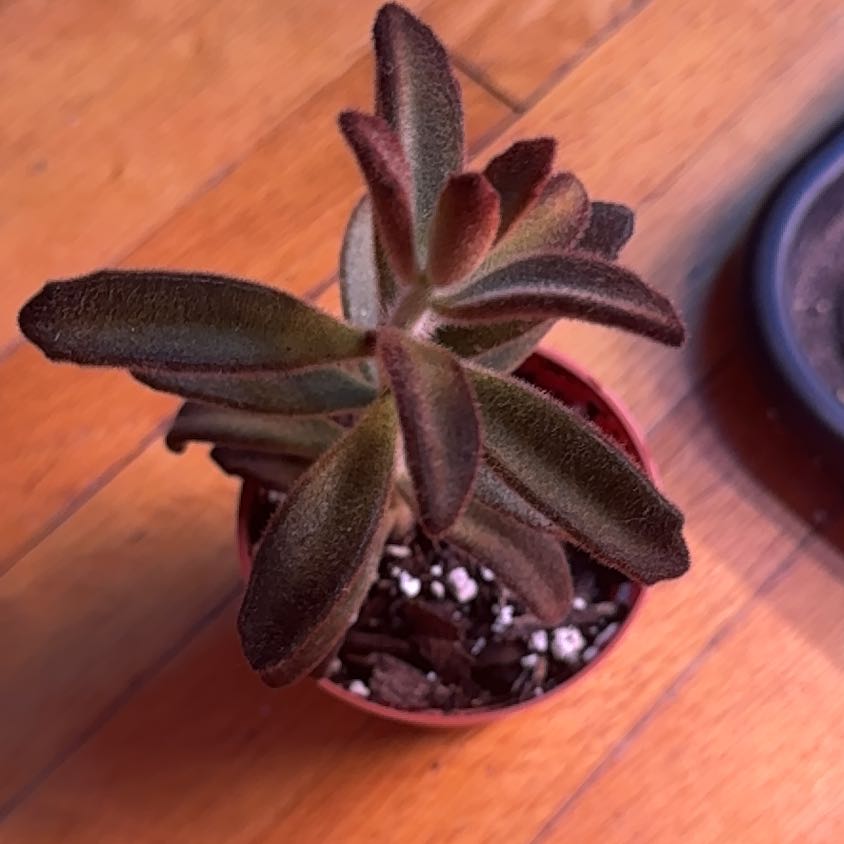 Photo of the plant species Chocolate Soldier Panda Plant by @SnailDiva named Cacao on Greg, the plant care app