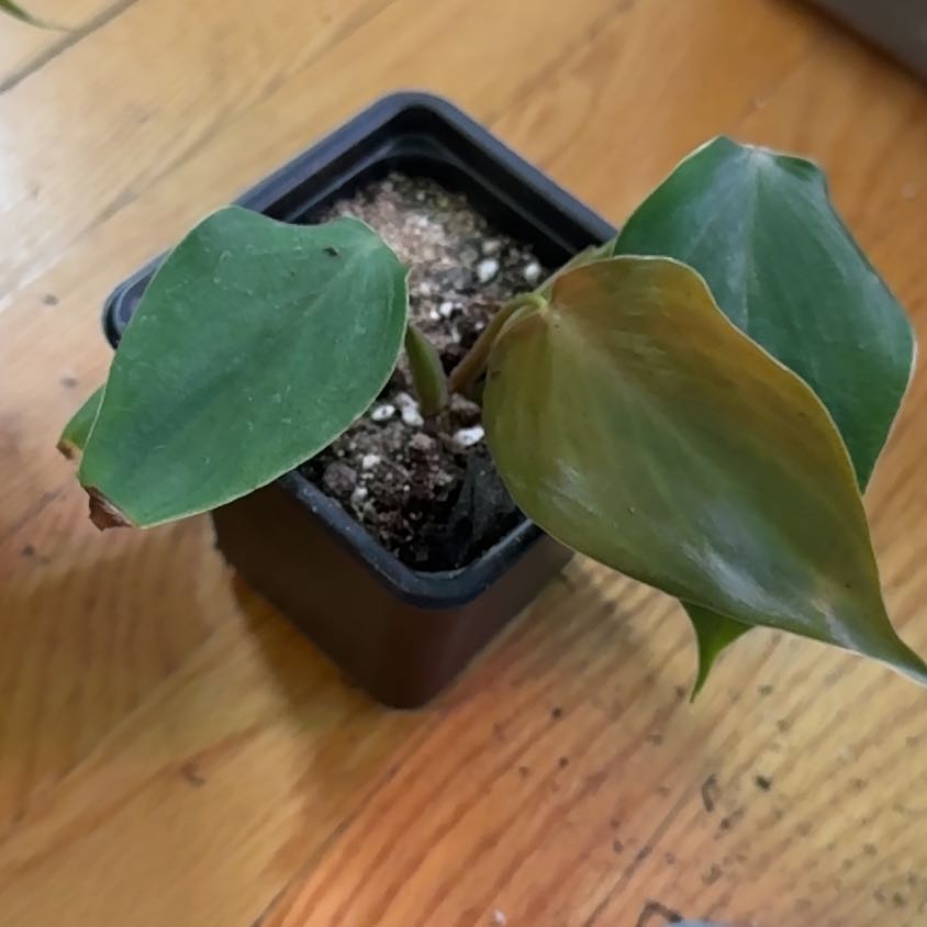 Photo of the plant species Philodendron Lynamii by @SnailDiva named Gobi on Greg, the plant care app