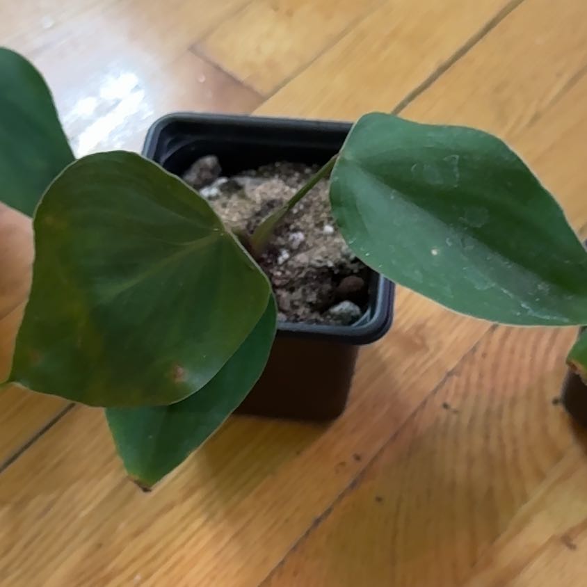 Photo of the plant species Philodendron Lynamii by @SnailDiva named Planty on Greg, the plant care app