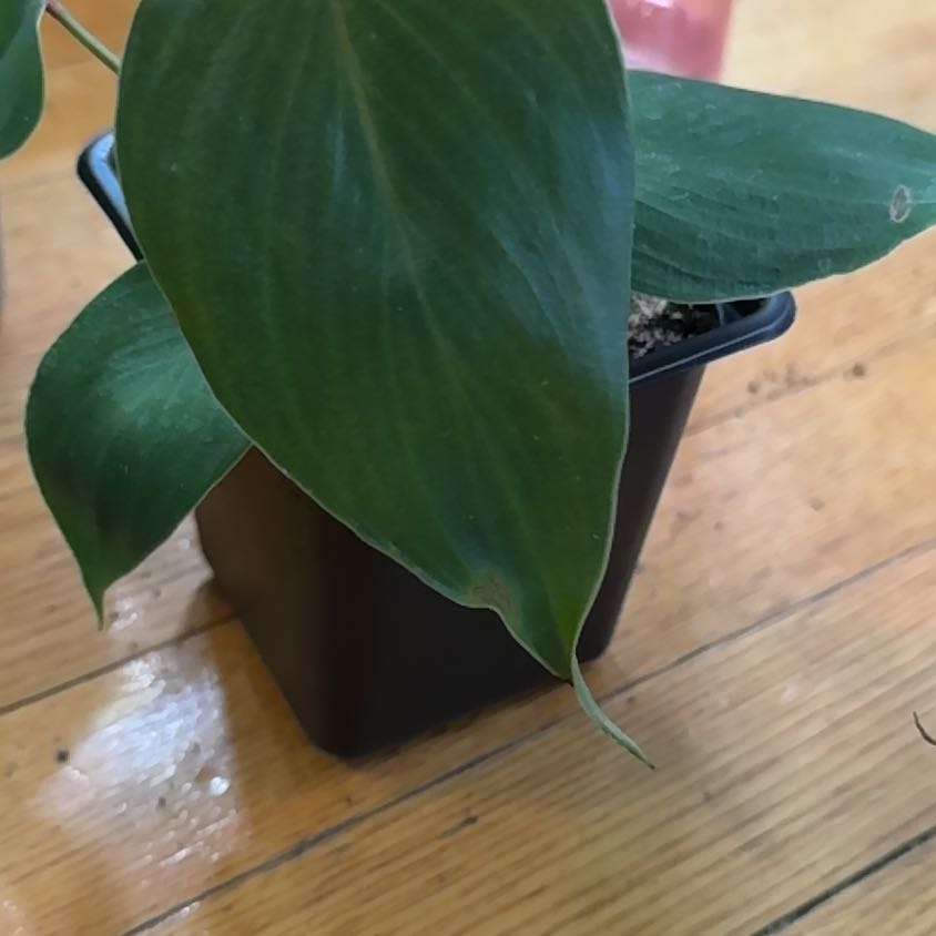 Photo of the plant species Philodendron Lynamii by @SnailDiva named Lavender on Greg, the plant care app