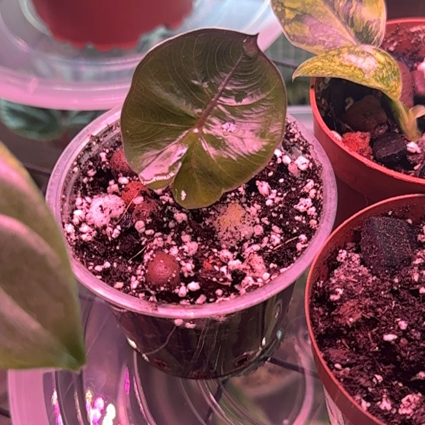 Photo of the plant species Alocasia Yucatan Princess by @SnailDiva named Yucanta on Greg, the plant care app