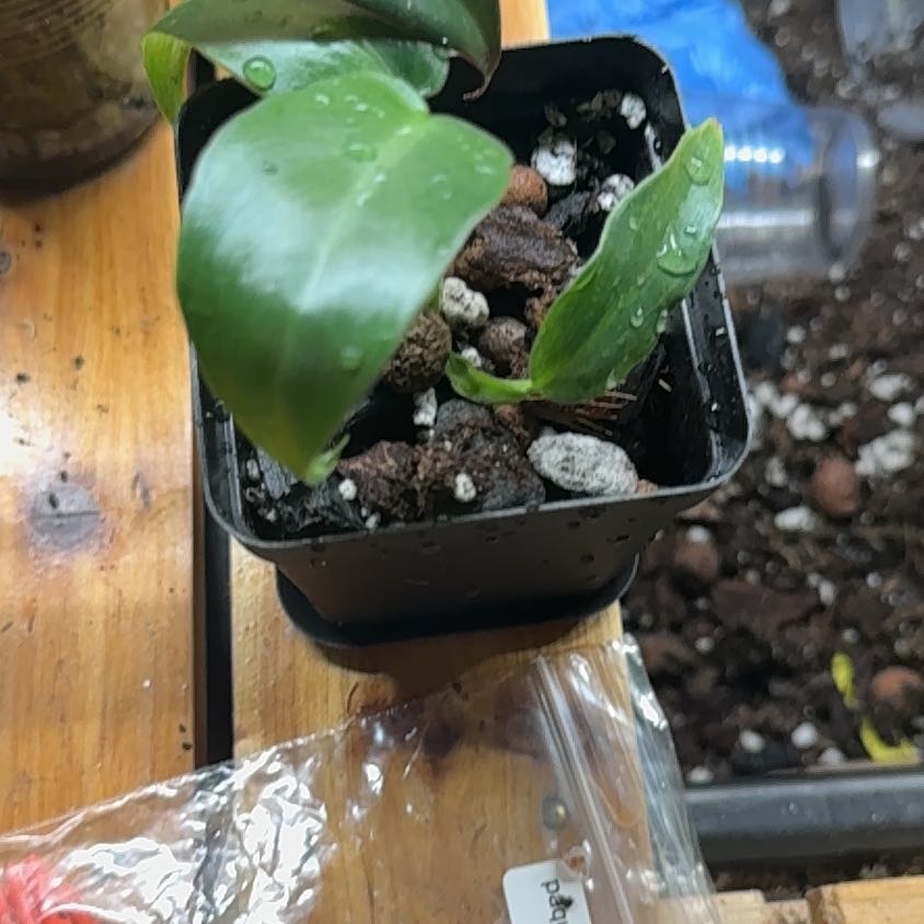 Photo of the plant species Philodendron Bob Cee by @SnailDiva named Bob cee on Greg, the plant care app