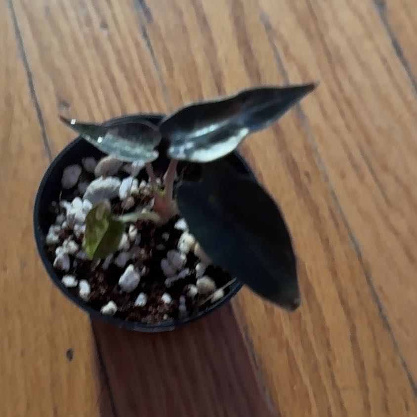 Photo of the plant species Alocasia 'Bambino' Aurea by @SnailDiva named Aurora on Greg, the plant care app