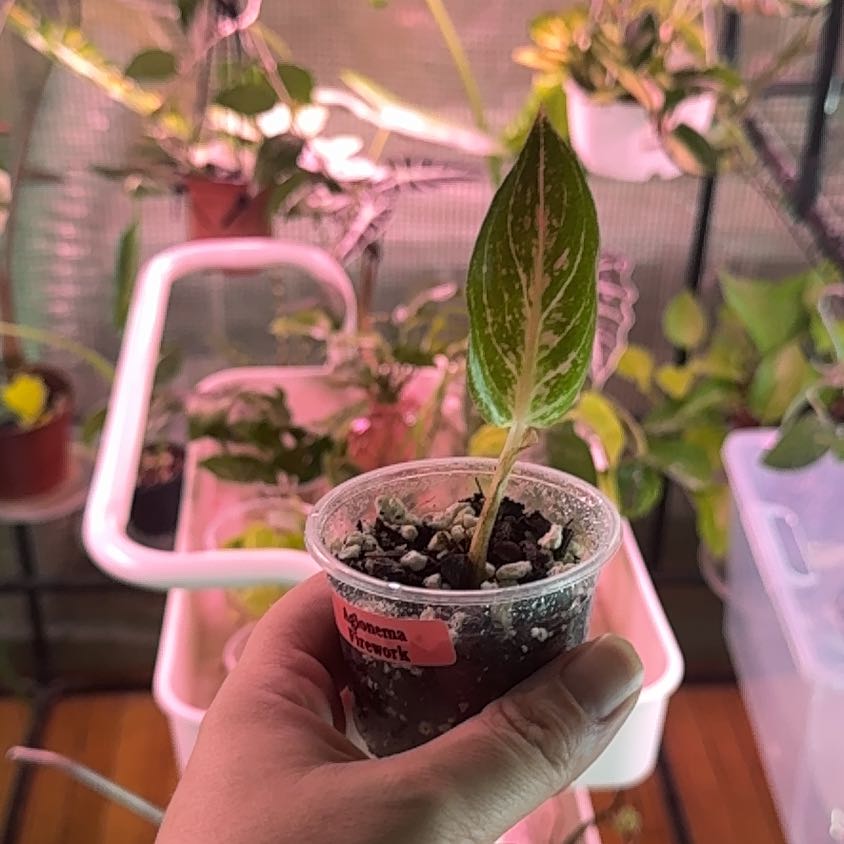 Photo of the plant species chinese evergreen by @SnailDiva named Firework on Greg, the plant care app