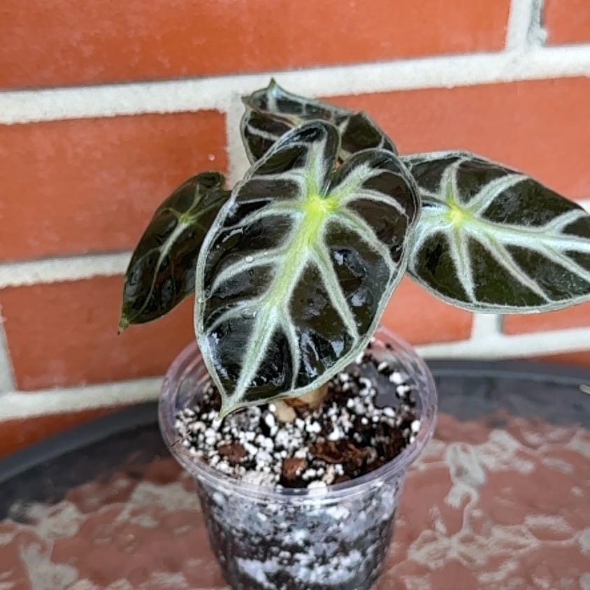 Photo of the plant species Balloon Heart by @SnailDiva named Love on Greg, the plant care app
