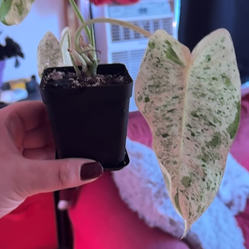 Photo of the plant species Varigated Burle Marx by @SnailDiva named Minty on Greg, the plant care app