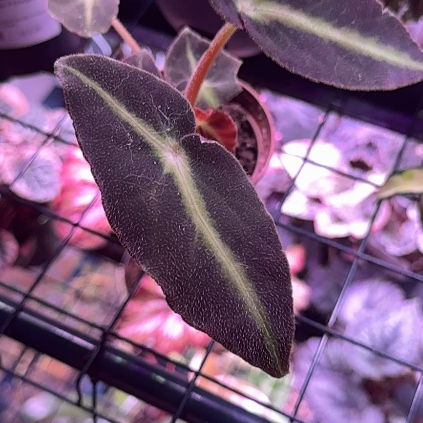 Photo of the plant species Striped Begonia by @SnailDiva named James Dean on Greg, the plant care app