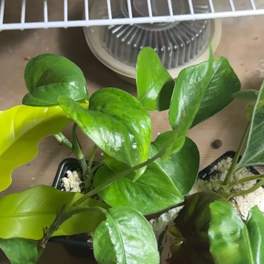 Photo of the plant species Mutant Manjula Pothos by @SnailDiva named Manjula aureum Olivia on Greg, the plant care app