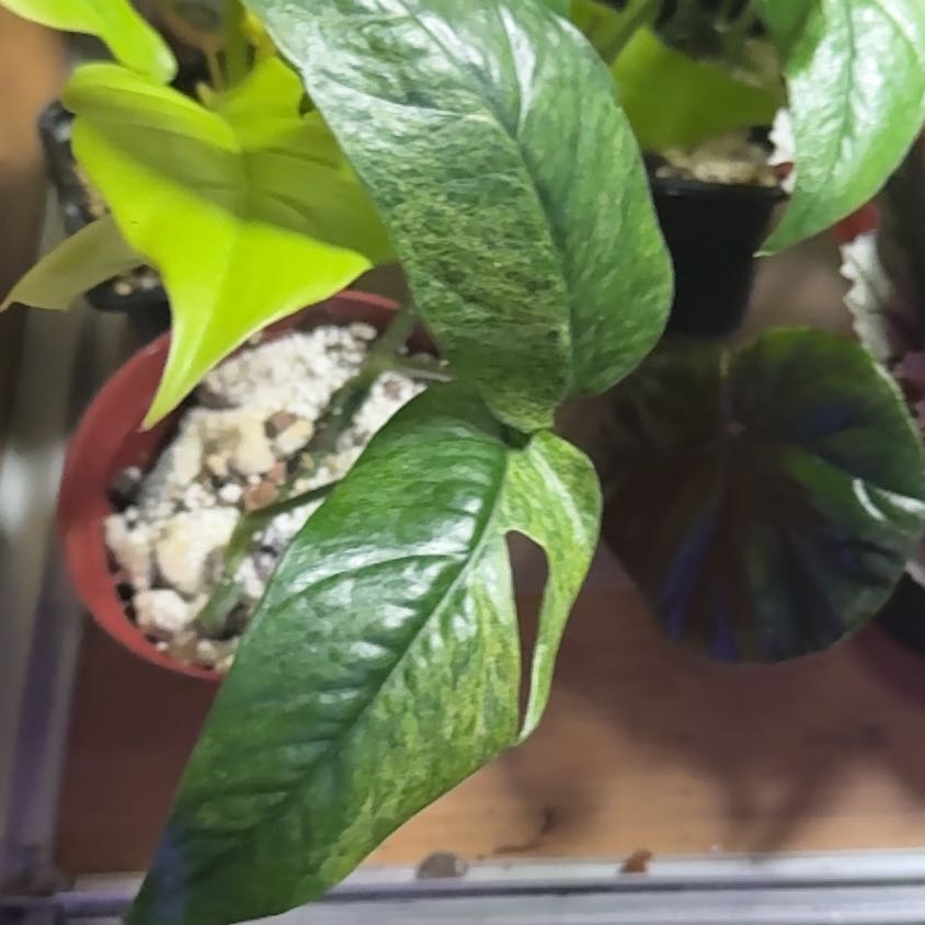 Photo of the plant species Epipremnum pinnatum 'Mint' by @SnailDiva named Captain Plant-it on Greg, the plant care app