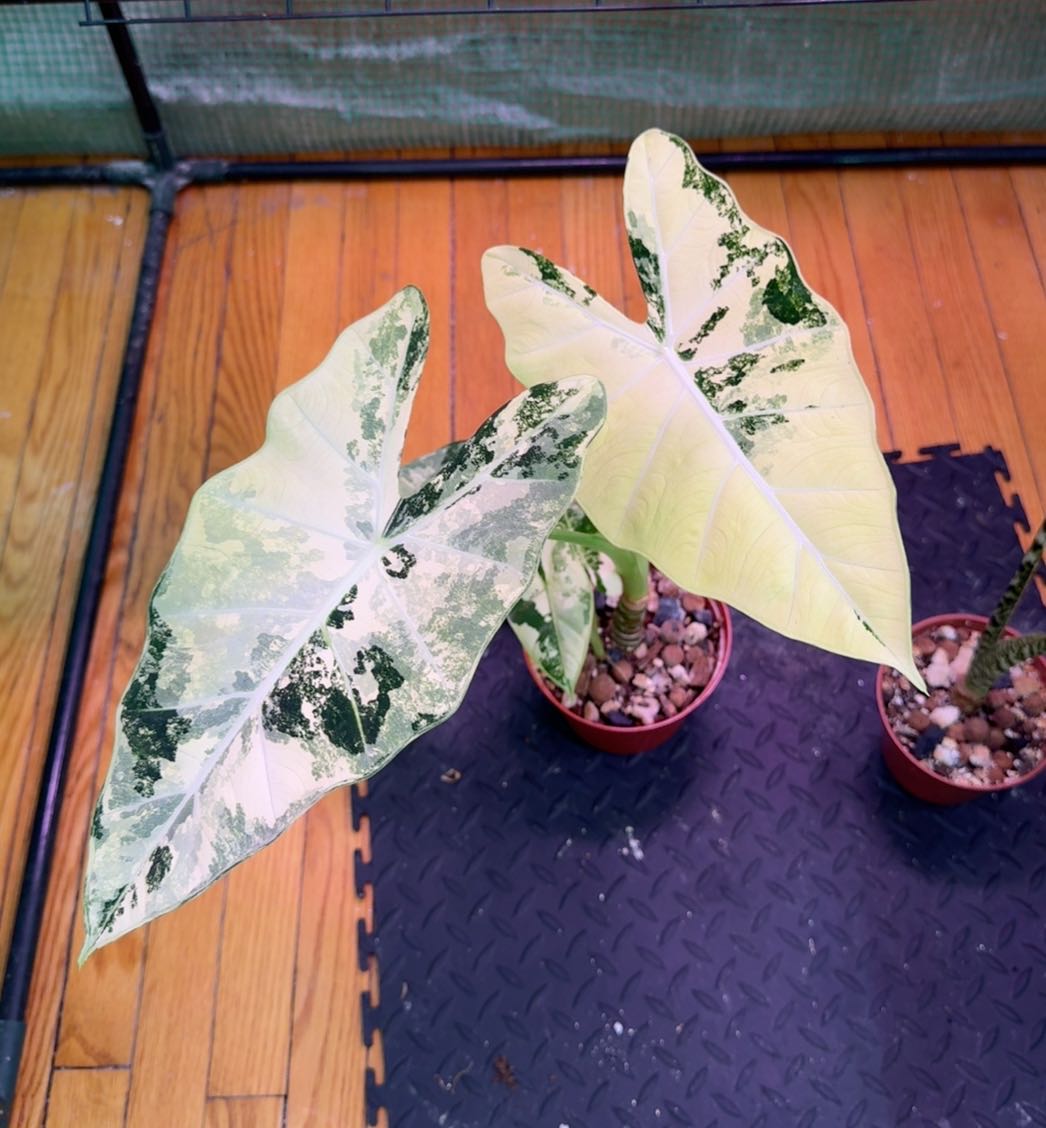 Alocasia Lauterbachiana Variegated Plant Care: Water, Light